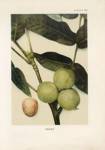 Antica stampa litografica offset NOCE anni 40 NOCE - Foto 1 di 1