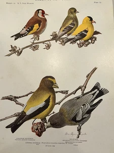 Stampa piatto a colori Birds of NY cardellino europeo sera grosbeak antico 1914 - Foto 1 di 2
