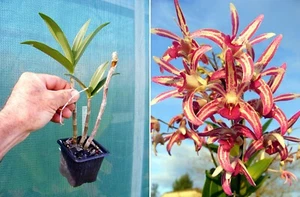 Dendrobium Cobber "Yibbidy Ya Ya" , orchidée, Orchid,, - Imagen 1 de 1