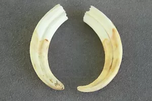 PAR DE COLMILLOS DE JABALÍ COMUNES REALES Phacochoerus africanus (diente, talla, pipa) - Imagen 1 de 14