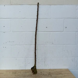 Blackthorn SHANK WALKING STICK KNOB Huge - Picture 1 of 6