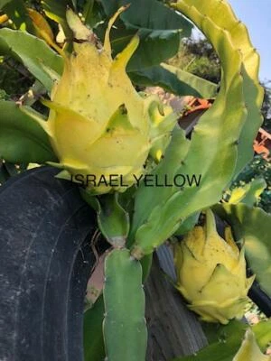 Fruta del Dragón Amarillo Israel 2 esquejes 8" a 12" Foto 1 de 3