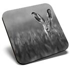 Square Single Coaster Bw - Lepus Wild European Hare Rabbit  #37868