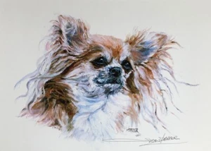 Chihuahua Signed Dog Print by Susan Harper Unmounted - Picture 1 of 2