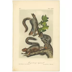 Audubon Quadrupeds Octavo Bowen 1849 h/c litho Pl 35 Migratory Squirrel - Picture 1 of 2