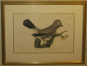Antique Prideaux JOHN SELBY Eurasian JAY Bird ENGRAVING from British ORNITHOLOGY - Picture 1 of 12