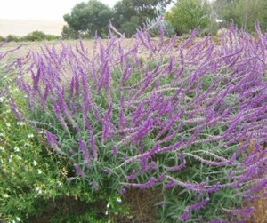 Salvia leucantha MEXICAN BUSH SAGE Seeds! - Picture 1 of 1