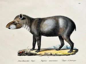 1824 American Tapir - Mammal - K.J. Brodtmann hand colored FOLIO lithograph - Picture 1 of 3