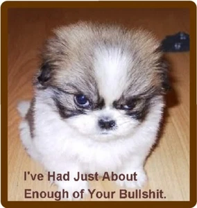 Funny Mad Dog Shi Tzu Refrigerator / Tool Box / Filing Cabinet Magnet - Picture 1 of 1