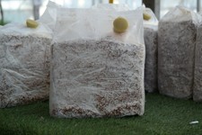 N 2 PANI BALLETTE FUNGHI CARDONCELLO DA 3 KG