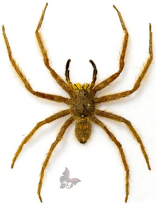 Spider(Araneae) No.5-larger ,from Malaysia, UNMOUNTED - Picture 1 of 1
