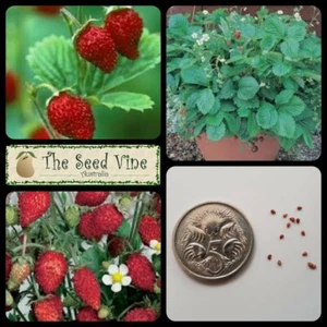 20+ ORGANIC ALPINE MIGNONETTE STRAWBERRY SEED (Fragaria vesca) Heirloom NON GMO - Picture 1 of 3
