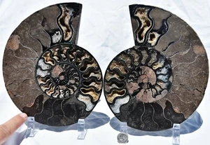 Large Black Ammonite PAIR Deep Crystal 110myo FOSSIL XL 205mm 8.2" 3181uo - Picture 1 of 12