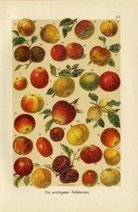 1899 Martin Chromo Äpfel: Gravenstein, Blenheim, Calville, Pippin, Reinette, .. - Bild 1 von 3