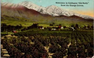 California CA 1918 Old Baldy Mountain Midwinter Orange Groves Antique Postcard - Picture 1 of 2