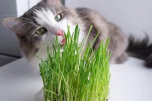 Bulk Cat Grass Seeds - Vitamin Pet Lawn - Cats Rabbits - 20000 Seeds - 12m² - Picture 1 of 2