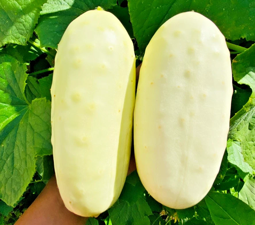 30x Dragon Egg Cucumber Seeds - Distinctive Yellow Green Cucumbers - Image 1 of 1