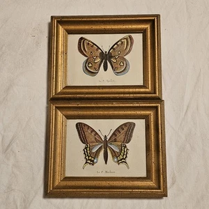 Vintage Le P. Machaon & Le P. Apollon Schmetterlingsdrucke mit Goldrahmen 7,5 x 6,5 - Bild 1 von 10