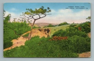 Torrey Pines Park, San Diego, California Postcard - Picture 1 of 2