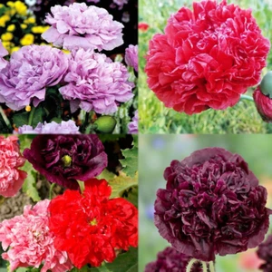 1000+ Perennial Poppy Flower Plant Seed Outdoor Fragrant Butterfly - Picture 1 of 12
