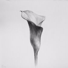 Calla Lily - 5x5” - Original Graphite Drawing on 150gsm paper (not a print)