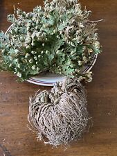 Jericho Flower, Resurrection Plant, Christmas Tradition, Blessings & Rituals