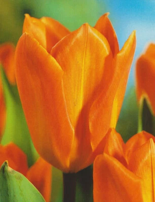 100 Tulpenzwiebeln Orange Brilliant Tulpen Blumenzwiebeln Lieferbar 9.9. - Bild 1 von 2