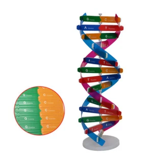 Science Dna Toys Dna Kit Kids Dna Molecule Model Rna Model Kit - Picture 1 of 11