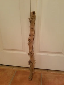 VINTAGE AMERICAN TREE WOOD 25" KNOBBY TREE BRANCH TO MAKE A CANE - Picture 1 of 7