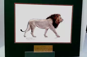 LION PRINT BY WILDLIFE ARTIST LINDSAY B. SCOTT #56/950 SIGNED & NUMBERED - Picture 1 of 11