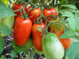 TOMATE SAN MARZANO 2 - ANZAHL DER SAMEN PRO GRAMM 350 - Bild 1 von 3