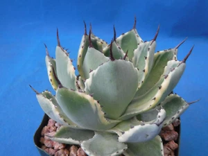 Agave 'Kissho Kan' KICHIJOKHAN Variegated 4"-6" Wide Great Colors Super Plants! - Picture 1 of 12