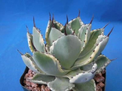 Agave 'Kissho Kan' KICHIJOKHAN Variegated 4"-6" Wide Great Colors Super Plants! - Image 1 of 4