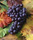 Vitis vinifera 'Isabella' 5L 100-150cm Weinrebe, frosthart, Pilzresistent