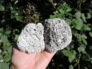 FISSION WORM ROCKS Pair of Fossil Creature Stones NATURAL HOLES, RARE! (13 oz) - Picture 1 of 17