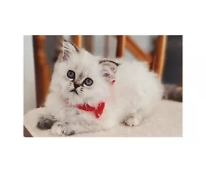 White Kitty 2 Year Pocket Calendar Planner 2025-2026 w Notepad Cat - Picture 1 of 20