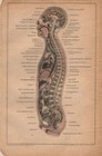 Körper des Menschen (Durchschnitt) +Histor. Druck 1895+ Organe, Muskeln, Knochen