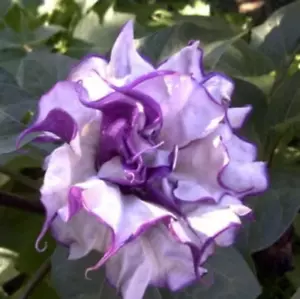 20 Seeds Datura Double Metel Purple, Free Shipping, Devil's Trumpet - Picture 1 of 6
