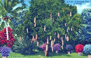 Riviera Gardens Miami Florida Wurstbaum in Florida Postkarte - Bild 1 von 2
