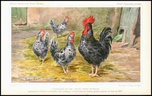1894 Antique Chromolithograph AGRICULTURE Cock Hens de Rennes (JAP61) - Picture 1 of 1