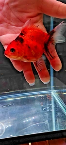 4 Live Goldfish 3" - 4" Juvenile ORANDA SHOGUN Bloodline High Quality - B - Picture 1 of 9