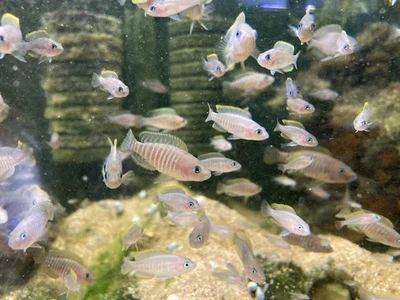 Group of 3/6/9 Neolamprologus Multifasciatus (Multies) Shell Dwellers Live Fish - Image 1 of 4