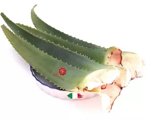 Foglie di Aloe Arborescens Etnea Fresche 5 kg con Gel per ricetta Padre Zago  - Foto 1 di 11