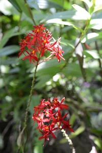 Crucifix Orchid (Epidendrum) RED - Picture 1 of 3