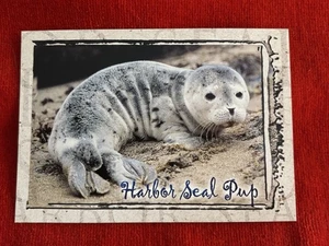 Oregon Postcard Harbor Seal Pup Northwest Coast NEW Unposted - Picture 1 of 3