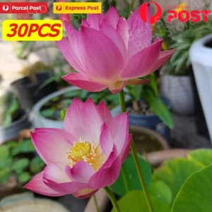 30 pcs Aquatic Lotus Flower Seeds Mixed Colour AU*Post Sydney - Picture 1 of 8