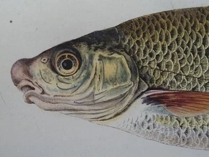 Meidinger - Cyprinus Nasus - Bild 1 von 5