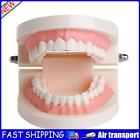 PVC Dental Mold Giant Standard Dental Consumable Teeth Models Dental Appliances 