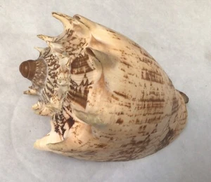 Cymbiola imperialis Conch Imperial SeaShell From Philippines Great Formed Detail - Picture 1 of 4