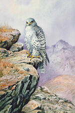 Exquisite Oil painting beautiful birds hawk on the rock mountains Hand painted